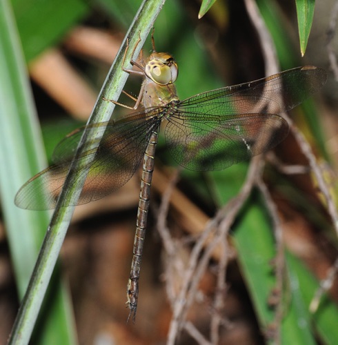 Female
2008_09_12_FL
